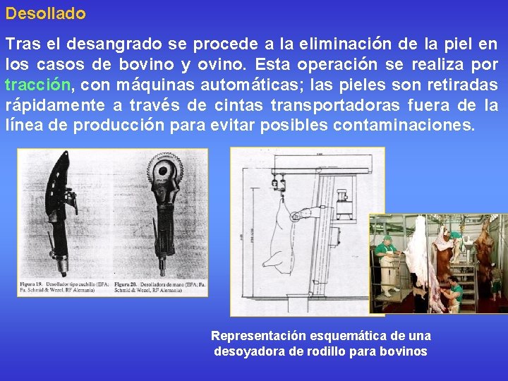 Desollado Tras el desangrado se procede a la eliminación de la piel en los