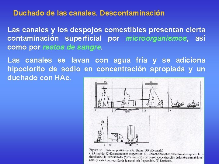 Duchado de las canales. Descontaminación Las canales y los despojos comestibles presentan cierta contaminación