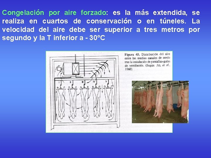 Congelación por aire forzado: es la más extendida, se realiza en cuartos de conservación