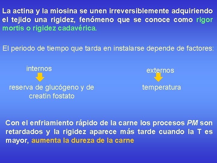 La actina y la miosina se unen irreversiblemente adquiriendo el tejido una rigidez, fenómeno