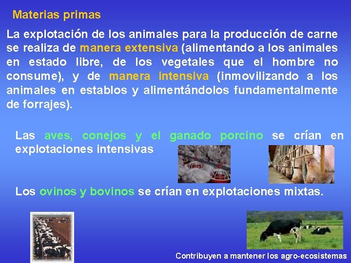 Materias primas La explotación de los animales para la producción de carne se realiza
