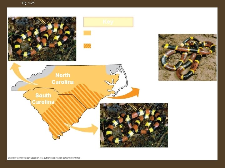 Fig. 1 -25 Scarlet kingsnake (nonpoisonous) Key Range of scarlet kingsnake only Overlapping ranges