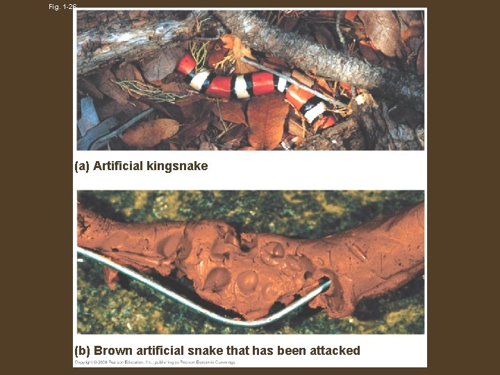 Fig. 1 -26 (a) Artificial kingsnake (b) Brown artificial snake that has been attacked