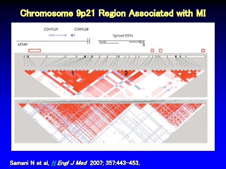 Chromosome 9 p 21 Region Associated with MI Samani N et al, N Engl