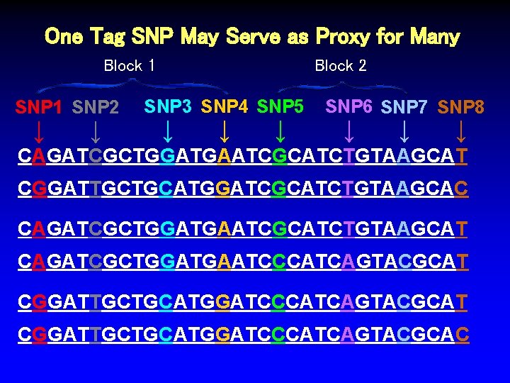 One Tag SNP May Serve as Proxy for Many Block 1 SNP 2 SNP One Tag SNP May Serve as Proxy for Many Block 1 SNP 2 SNP