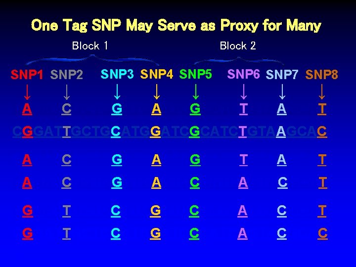 One Tag SNP May Serve as Proxy for Many Block 1 SNP 2 SNP One Tag SNP May Serve as Proxy for Many Block 1 SNP 2 SNP