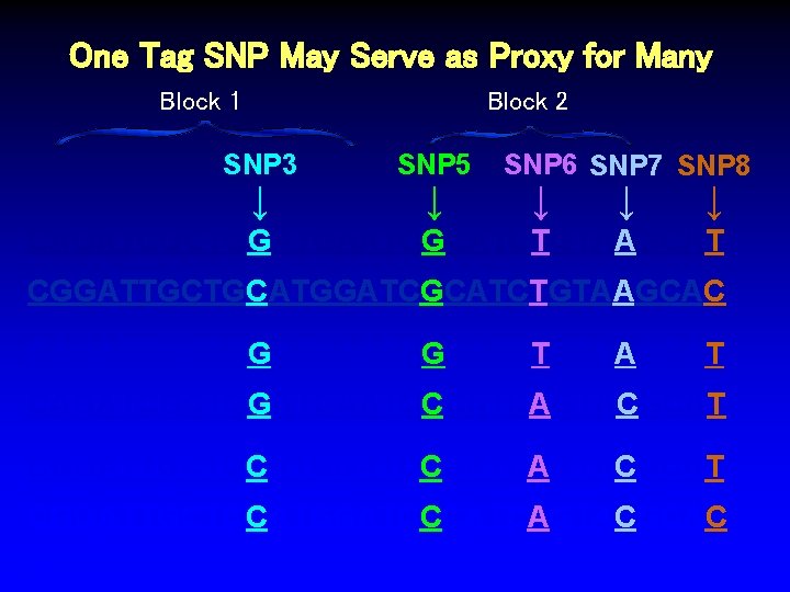 One Tag SNP May Serve as Proxy for Many Block 1 Block 2 SNP