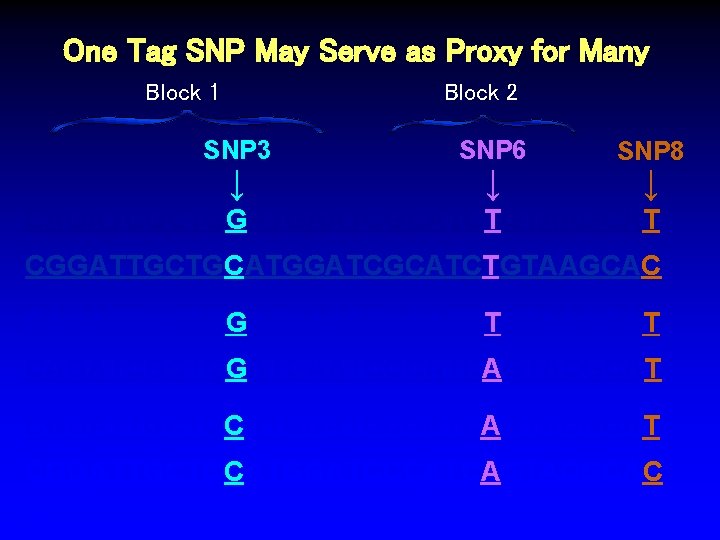 One Tag SNP May Serve as Proxy for Many Block 1 Block 2 SNP