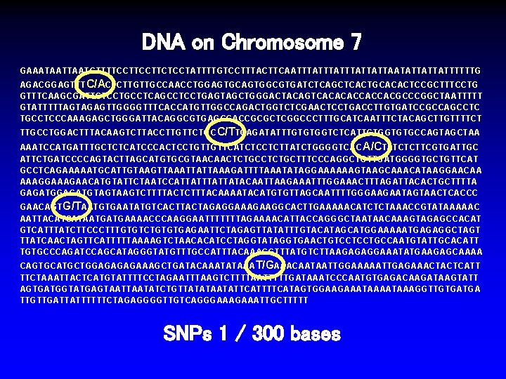 DNA on Chromosome 7 GAAATAATGTTTTCCTTCTCCTATTTTGTCCTTTACTTCAATTTATTTATTATTAATATTATTATTTTTTG AGACGGAGTTTC/ACTCTTGTTGCCAACCTGGAGTGCAGTGGCGTGATCTCAGCTCACTGCACACTCCGCTTTCCTG GTTTCAAGCGATTCTCCTGCCTCAGCCTCCTGAGTAGCTGGGACTACAGTCACACACCACCACGCCCGGCTAATTTTT GTATTTTTAGTAGAGTTGGGGTTTCACCATGTTGGCCAGACTGGTCTCGAACTCCTGACCTTGTGATCCGCCAGCCTC TGCCTCCCAAAGAGCTGGGATTACAGGCGTGAGCCACCGCGCTCGGCCCTTTGCATCAATTTCTACAGCTTGTTTTCT TTGCCTGGACTTTACAAGTCTTACCTTGTTCTGC C/TTCAGATATTTGTGTGGTCTCATTCTGGTGTGCCAGTAGCTAA AAATCCATGATTTGCTCTCATCCCACTCCTGTTGTTCATCTCCTCTTATCTGGGGTCAC A/CTATCTCTTCGTGATTGC ATTCTGATCCCCAGTACTTAGCATGTGCGTAACAACTCTGCTTTCCCAGGCTGTTGATGGGGTGCTGTTCAT DNA on Chromosome 7 GAAATAATGTTTTCCTTCTCCTATTTTGTCCTTTACTTCAATTTATTTATTATTAATATTATTATTTTTTG AGACGGAGTTTC/ACTCTTGTTGCCAACCTGGAGTGCAGTGGCGTGATCTCAGCTCACTGCACACTCCGCTTTCCTG GTTTCAAGCGATTCTCCTGCCTCAGCCTCCTGAGTAGCTGGGACTACAGTCACACACCACCACGCCCGGCTAATTTTT GTATTTTTAGTAGAGTTGGGGTTTCACCATGTTGGCCAGACTGGTCTCGAACTCCTGACCTTGTGATCCGCCAGCCTC TGCCTCCCAAAGAGCTGGGATTACAGGCGTGAGCCACCGCGCTCGGCCCTTTGCATCAATTTCTACAGCTTGTTTTCT TTGCCTGGACTTTACAAGTCTTACCTTGTTCTGC C/TTCAGATATTTGTGTGGTCTCATTCTGGTGTGCCAGTAGCTAA AAATCCATGATTTGCTCTCATCCCACTCCTGTTGTTCATCTCCTCTTATCTGGGGTCAC A/CTATCTCTTCGTGATTGC ATTCTGATCCCCAGTACTTAGCATGTGCGTAACAACTCTGCTTTCCCAGGCTGTTGATGGGGTGCTGTTCAT