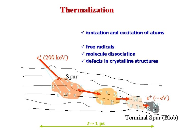 Thermalization ü ionization and excitation of atoms ü free radicals ü molecule dissociation e+