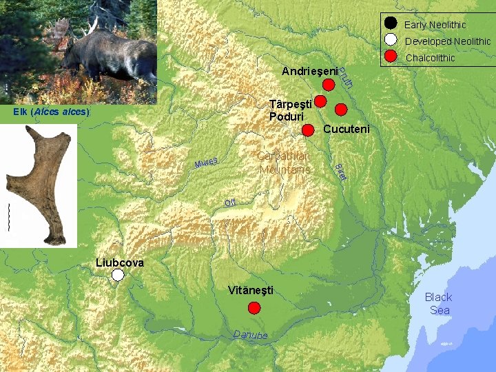  Early Neolithic Developed Neolithic Chalcolithic Pru Andrieşeni th a Tis Târpeşti Poduri Elk