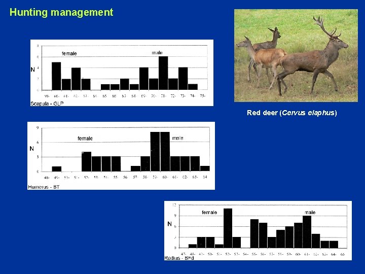 Hunting management Red deer (Cervus elaphus) 