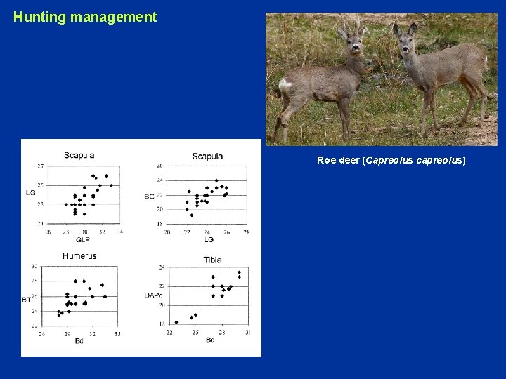 Hunting management Roe deer (Capreolus capreolus) 