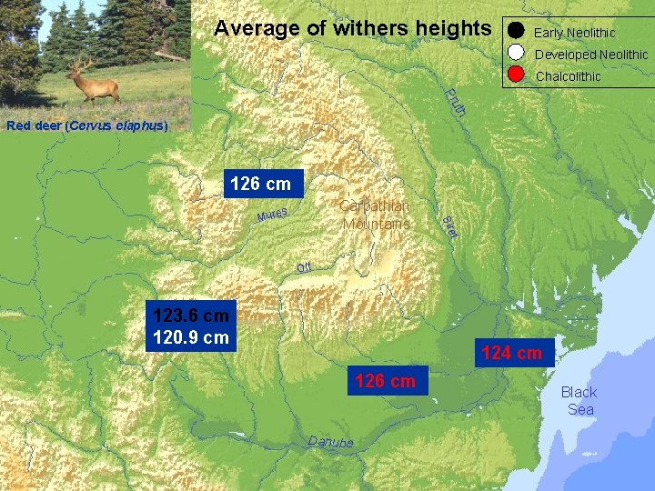Average of withers heights Early Neolithic Developed Neolithic Chalcolithic Pru th a Tis Red