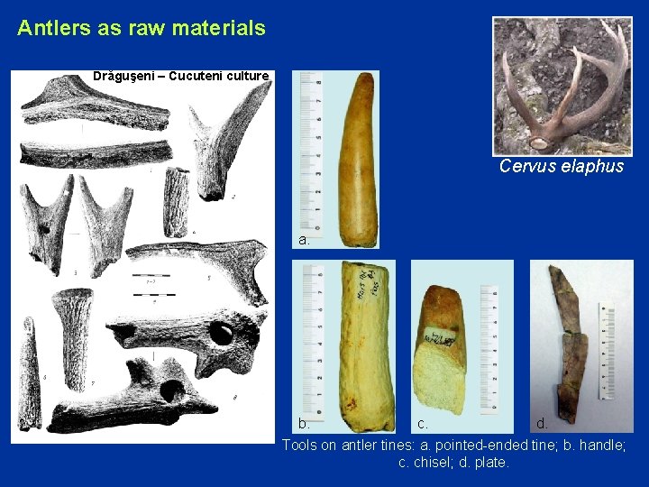 Antlers as raw materials Drăguşeni – Cucuteni culture Cervus elaphus a. b. c. d.