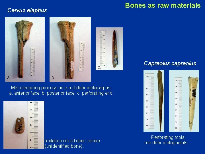 Bones as raw materials Cervus elaphus c. a. Capreolus capreolus b. Manufacturing process on