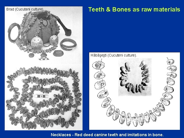 Brad (Cucuteni culture). Teeth & Bones as raw materials Hăbăşeşti (Cucuteni culture). Necklaces -
