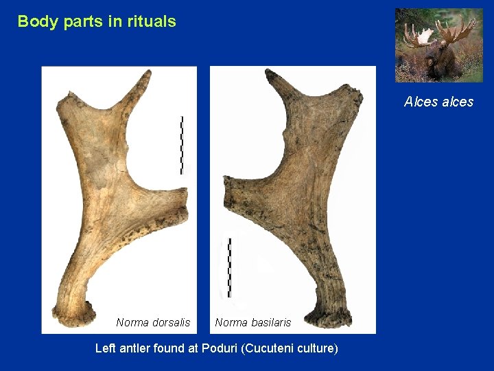 Body parts in rituals Alces alces Norma dorsalis Norma basilaris Left antler found at