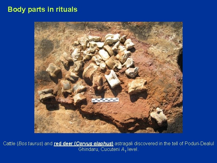 Body parts in rituals Cattle (Bos taurus) and red deer (Cervus elaphus) astragali discovered