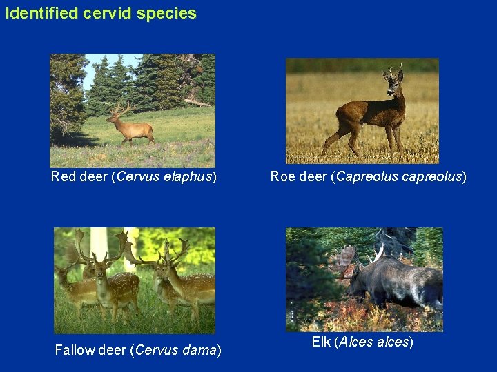 Identified cervid species Red deer (Cervus elaphus) Fallow deer (Cervus dama) Roe deer (Capreolus