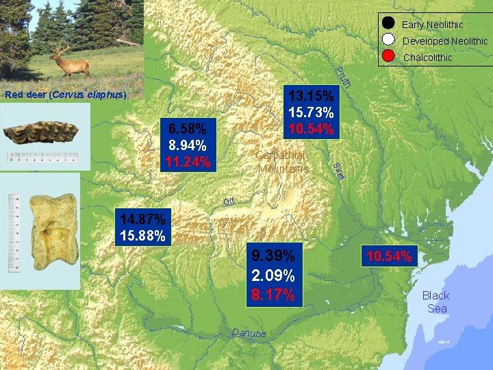  Early Neolithic Developed Neolithic Chalcolithic 13. 15% 15. 73% 10. 54% et Carpathian
