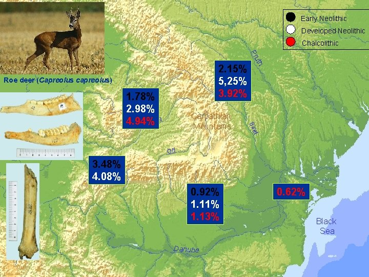  Early Neolithic Developed Neolithic Chalcolithic 2. 15% 5, 25% 3. 92% Roe deer