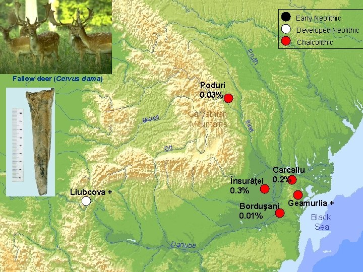  Early Neolithic Developed Neolithic Chalcolithic Pru a th Tis Fallow deer (Cervus dama)