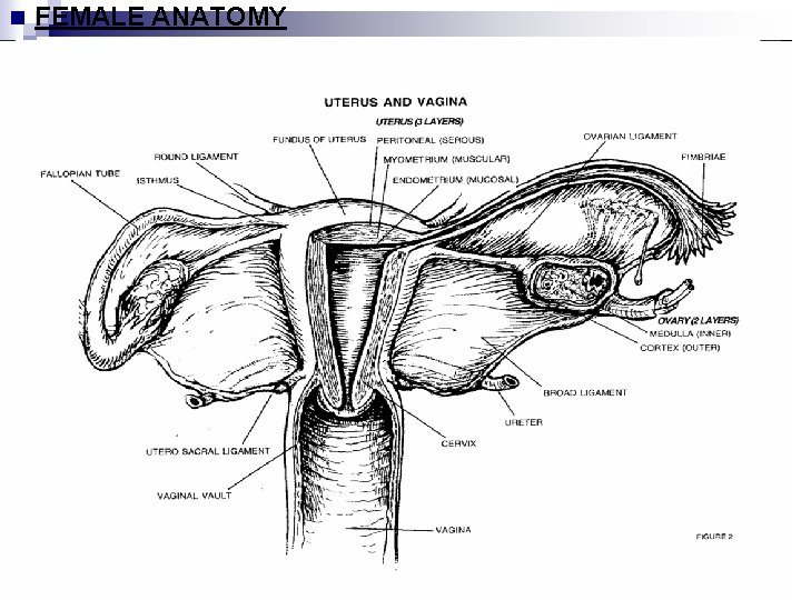 FEMALE ANATOMY 