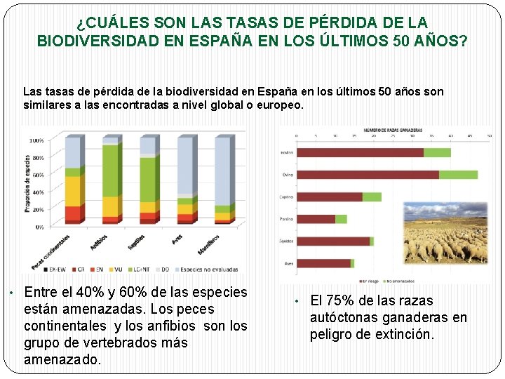 ¿CUÁLES SON LAS TASAS DE PÉRDIDA DE LA BIODIVERSIDAD EN ESPAÑA EN LOS ÚLTIMOS