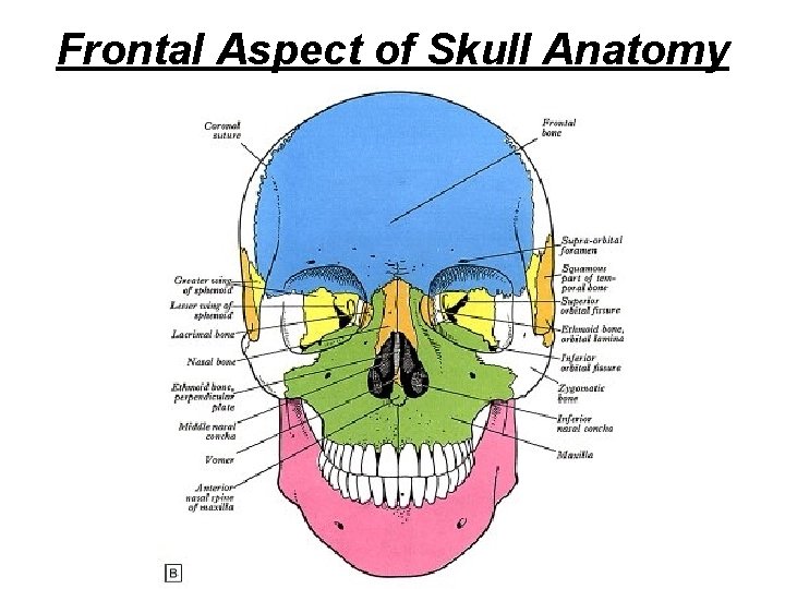 Frontal Aspect of Skull Anatomy 