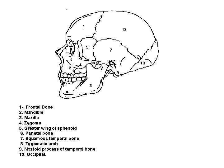 Lecture 26 Skull Radiography Anatomy Review The skull