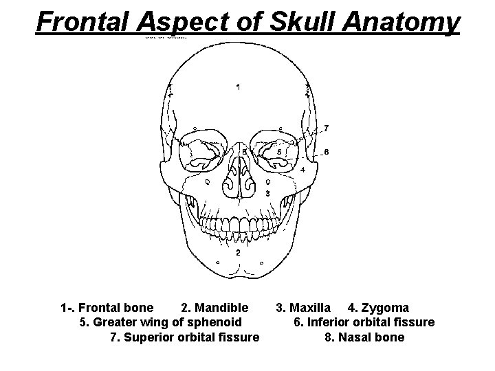 Frontal Aspect of Skull Anatomy 1 -. Frontal bone 2. Mandible 5. Greater wing