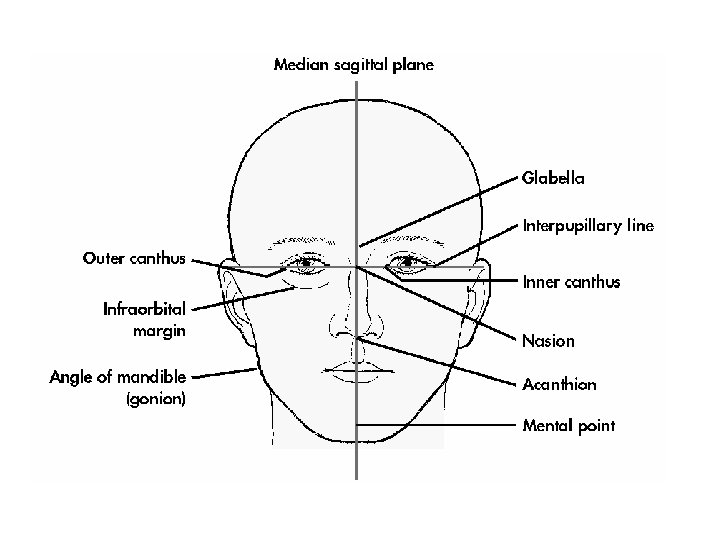 Lecture 26 Skull Radiography Anatomy Review The skull