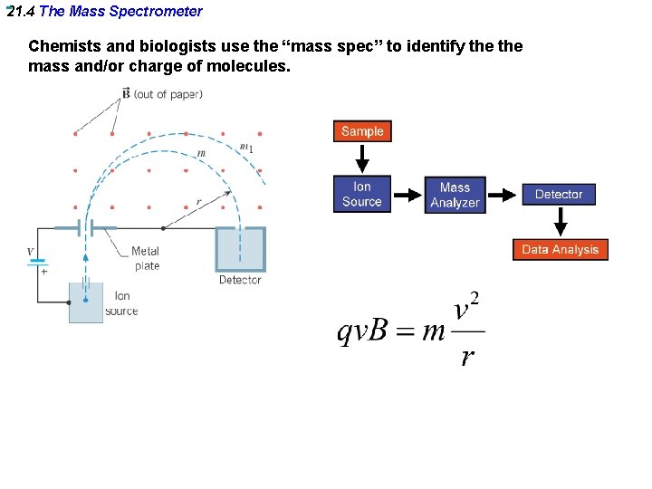 21. 4 The Mass Spectrometer Chemists and biologists use the “mass spec” to identify