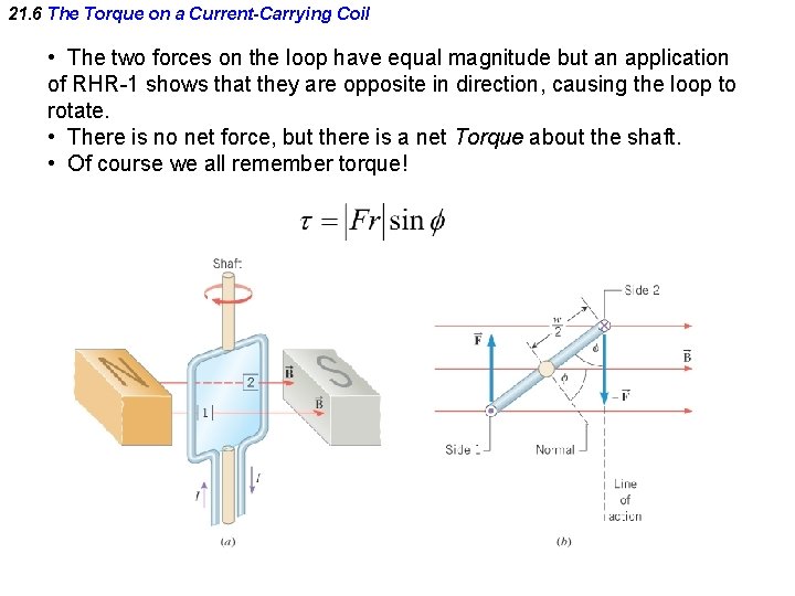 21. 6 The Torque on a Current-Carrying Coil • The two forces on the