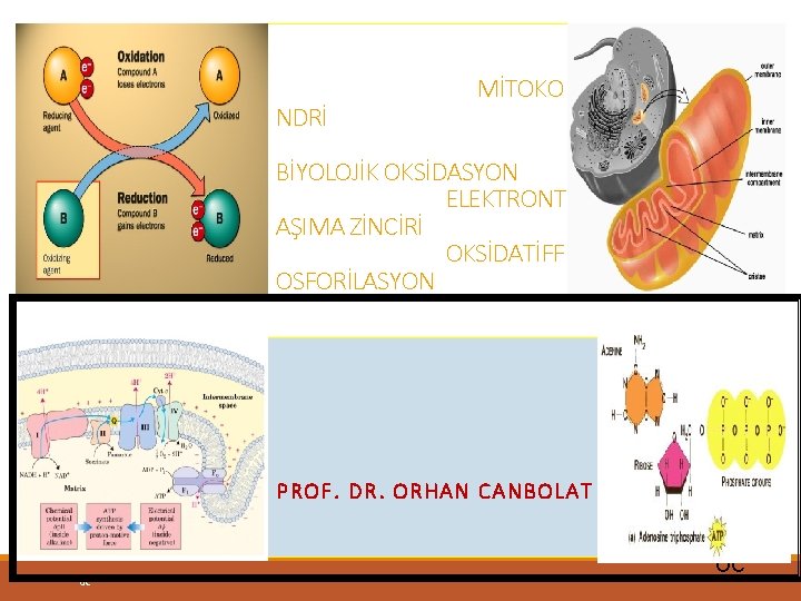 NDRİ MİTOKO BİYOLOJİK OKSİDASYON ELEKTRONT AŞIMA ZİNCİRİ OKSİDATİFF OSFORİLASYON PROF. DR. ORHAN CANBOLAT 0