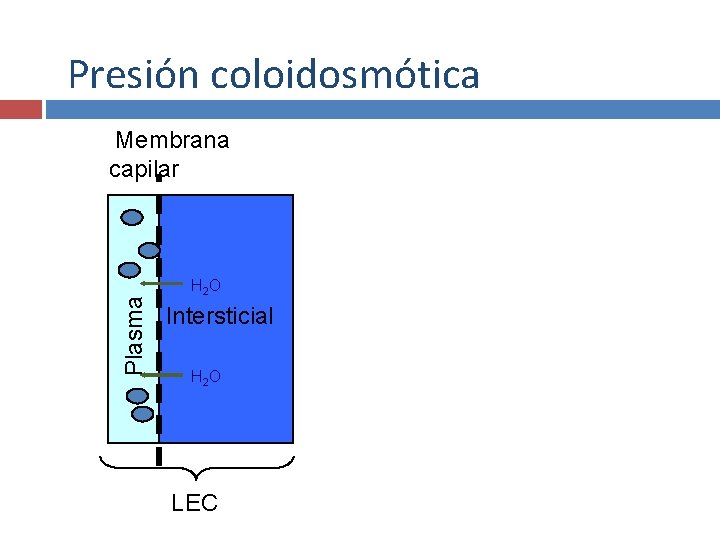 Presión coloidosmótica Plasma Membrana capilar H 2 O Intersticial H 2 O LEC 