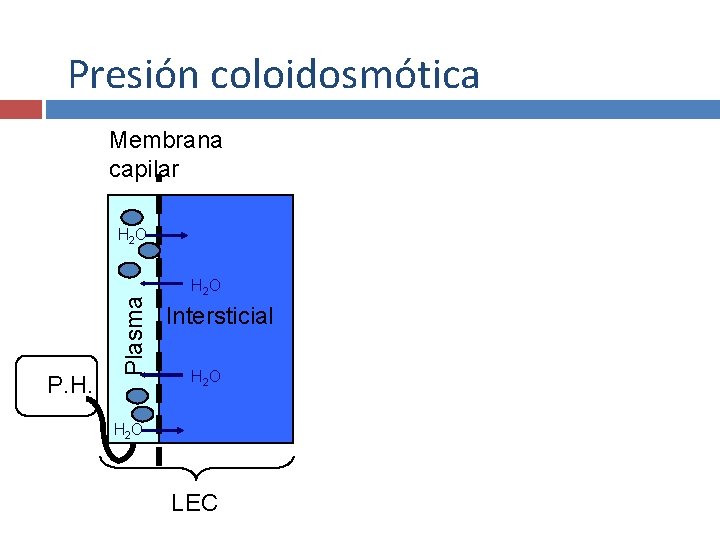 Presión coloidosmótica Membrana capilar P. H. Plasma H 2 O Intersticial H 2 O