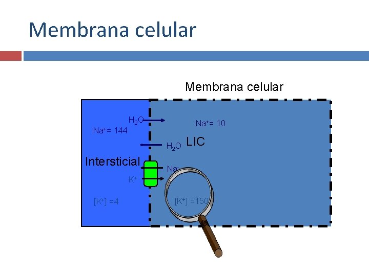 Membrana celular H 2 O Na+= 10 144 H 2 O Intersticial LIC Na-
