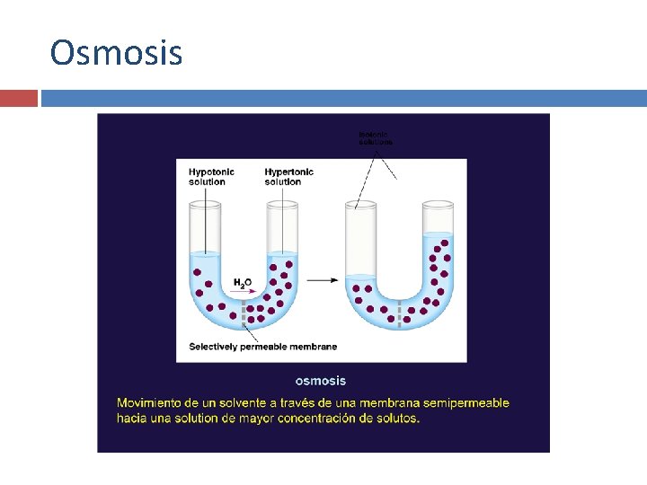 Osmosis 
