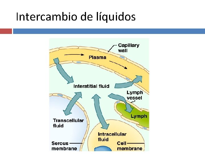 Intercambio de líquidos 