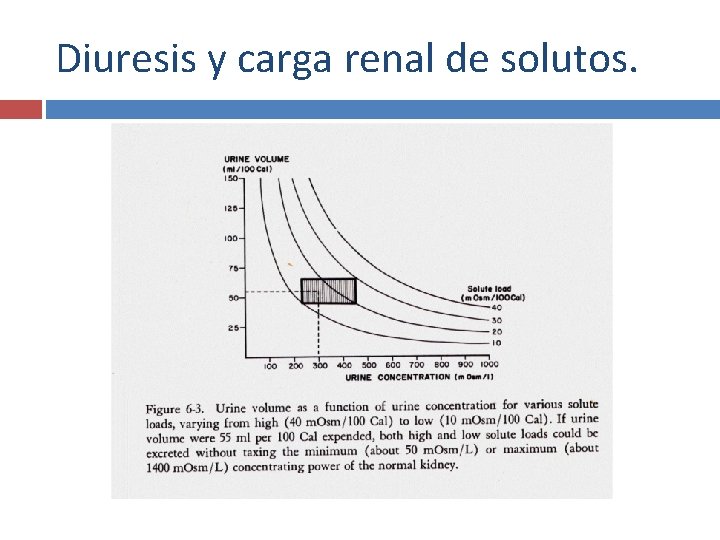 Diuresis y carga renal de solutos. 