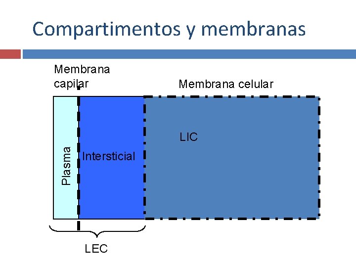 Compartimentos y membranas Membrana capilar Membrana celular Plasma LIC Intersticial LEC 