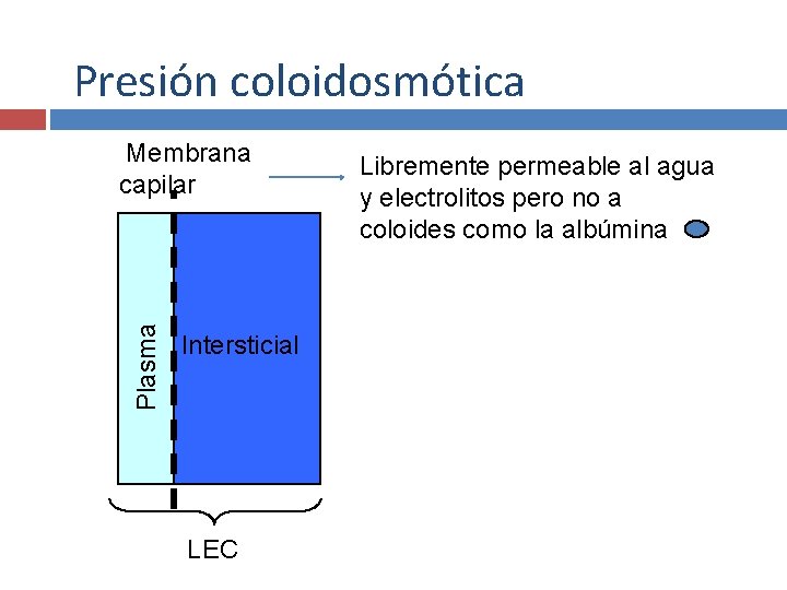 Presión coloidosmótica Plasma Membrana capilar Intersticial LEC Libremente permeable al agua y electrolitos pero