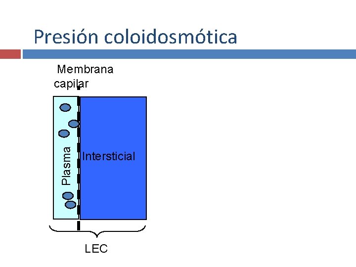 Presión coloidosmótica Plasma Membrana capilar Intersticial LEC 