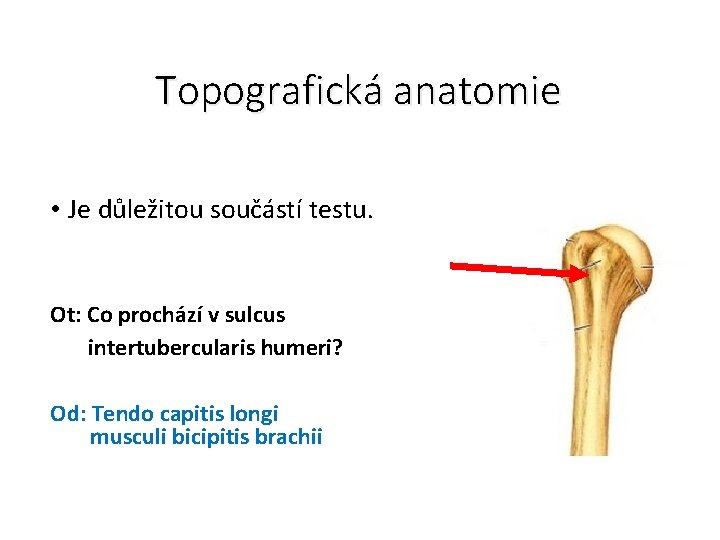 Topografická anatomie • Je důležitou součástí testu. Ot: Co prochází v sulcus intertubercularis humeri?