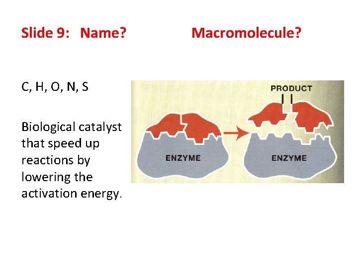 Slide 9: Name? C, H, O, N, S Biological catalyst that speed up reactions