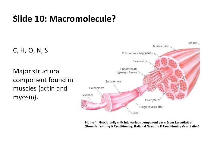 Slide 10: Macromolecule? C, H, O, N, S Major structural component found in muscles