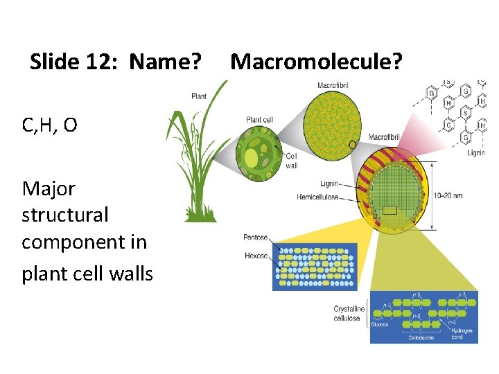 Slide 12: Name? C, H, O Major structural component in plant cell walls Macromolecule?