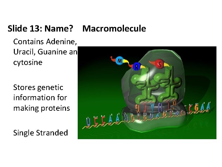 Slide 13: Name? Macromolecule Contains Adenine, Uracil, Guanine and cytosine Stores genetic information for